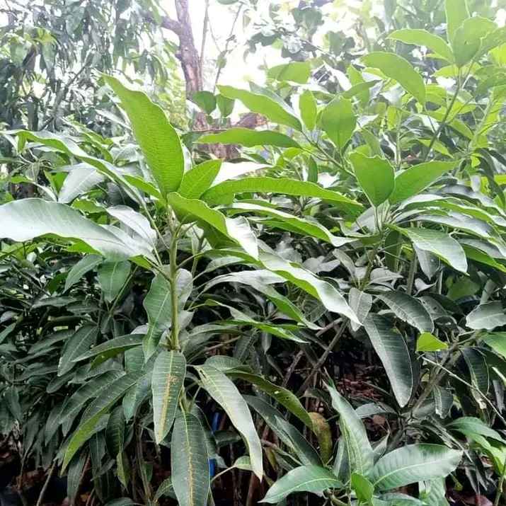 Mangga Kiojay Rasanya